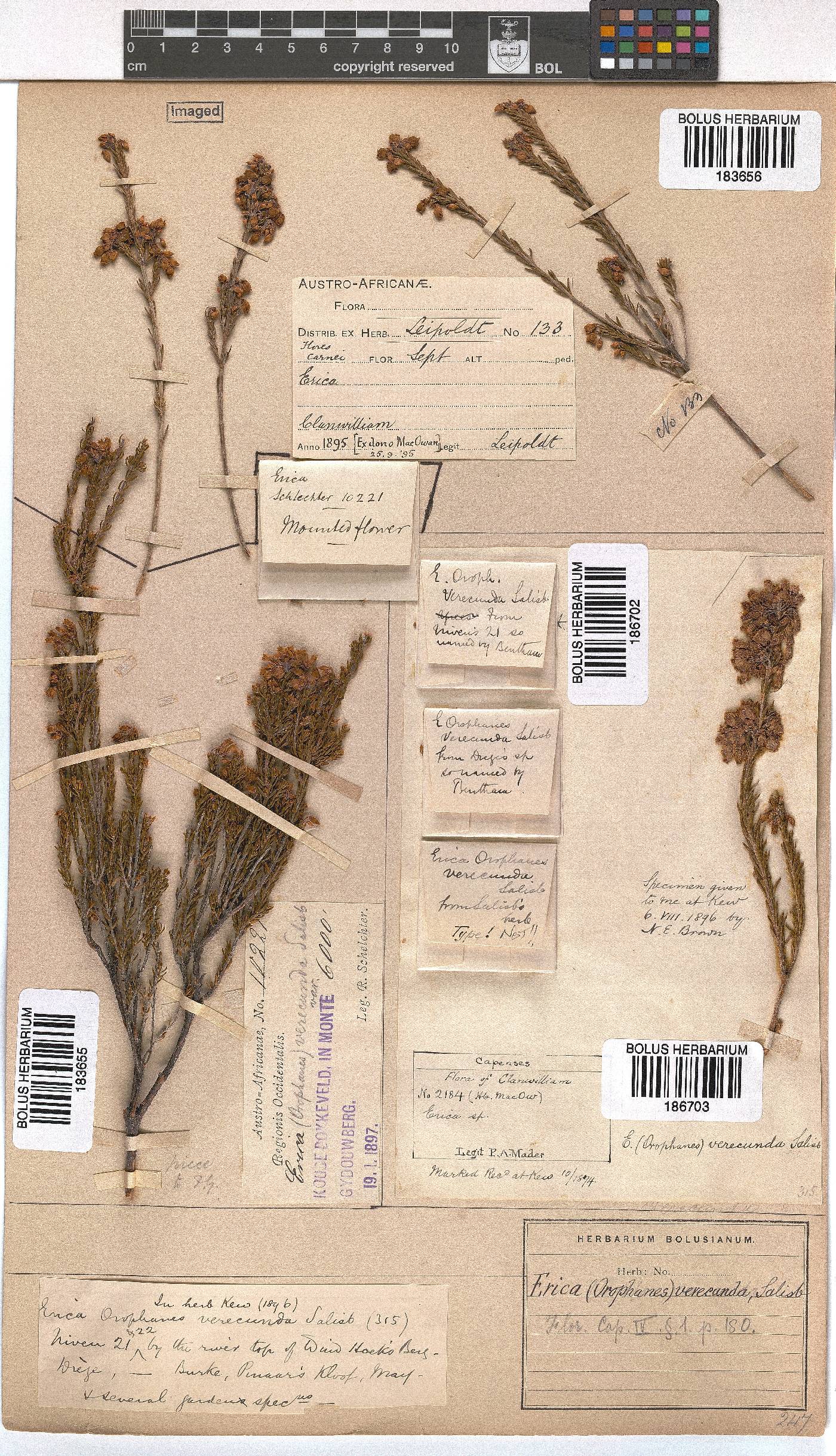 Erica verecunda image