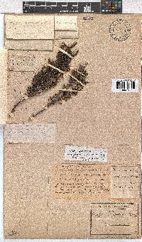 Erica quadrangularis image