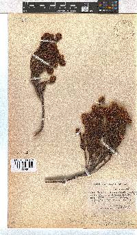 Erica bruniifolia image