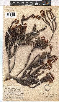 Erica bruniifolia image