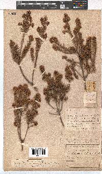 Erica subulata image