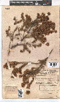 Erica subulata image