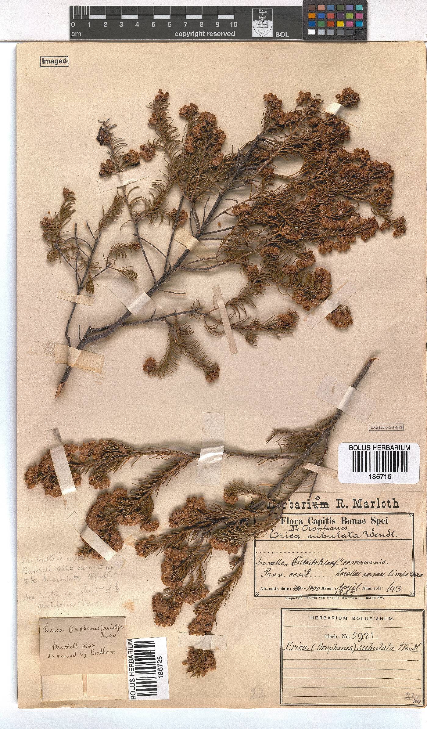 Erica subulata image
