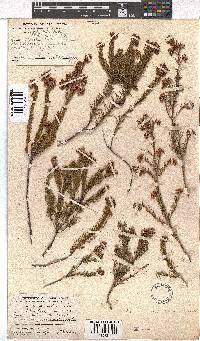 Erica subulata image