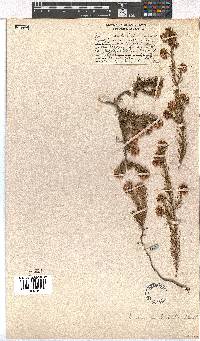 Erica subulata image