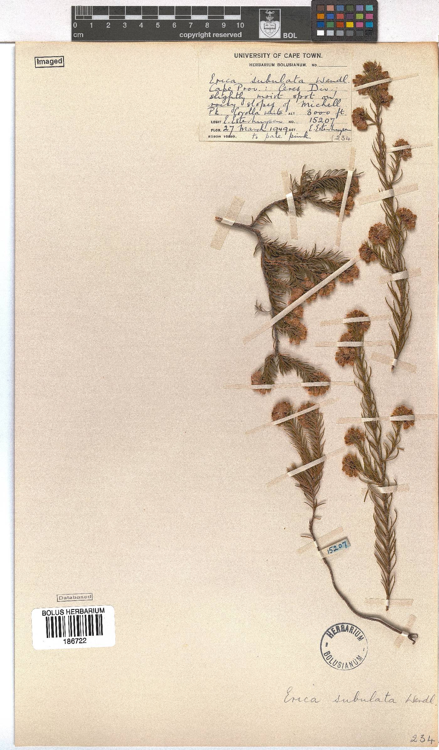 Erica subulata image