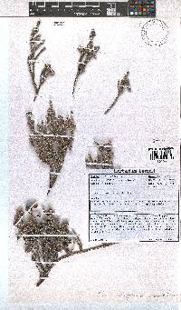 Erica eriophoros image