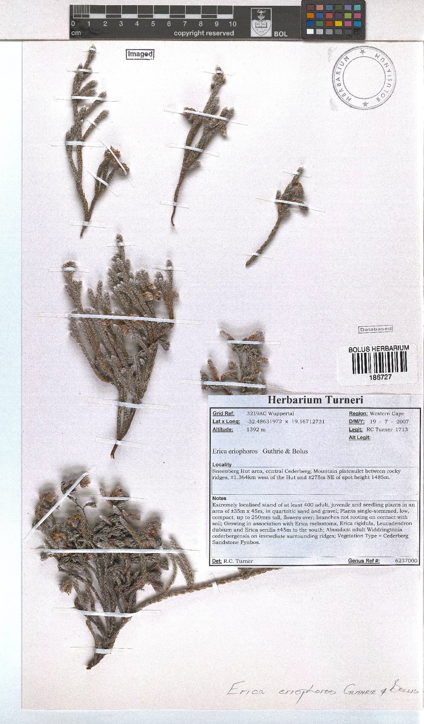 Erica eriophoros image