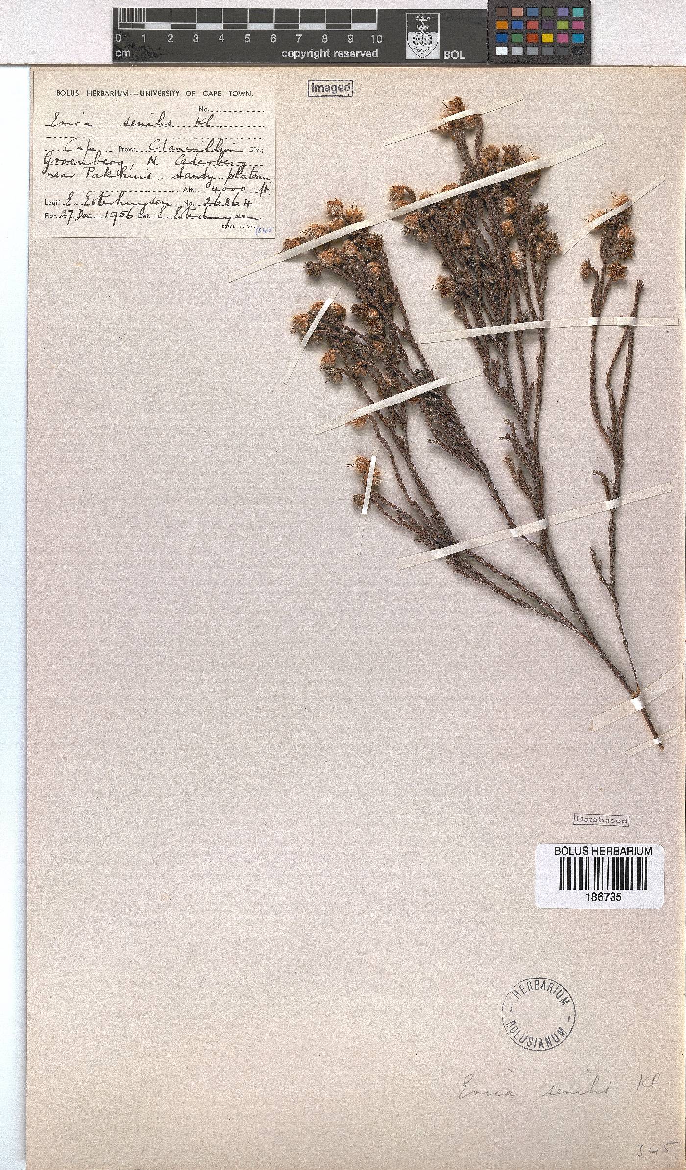 Erica senilis image