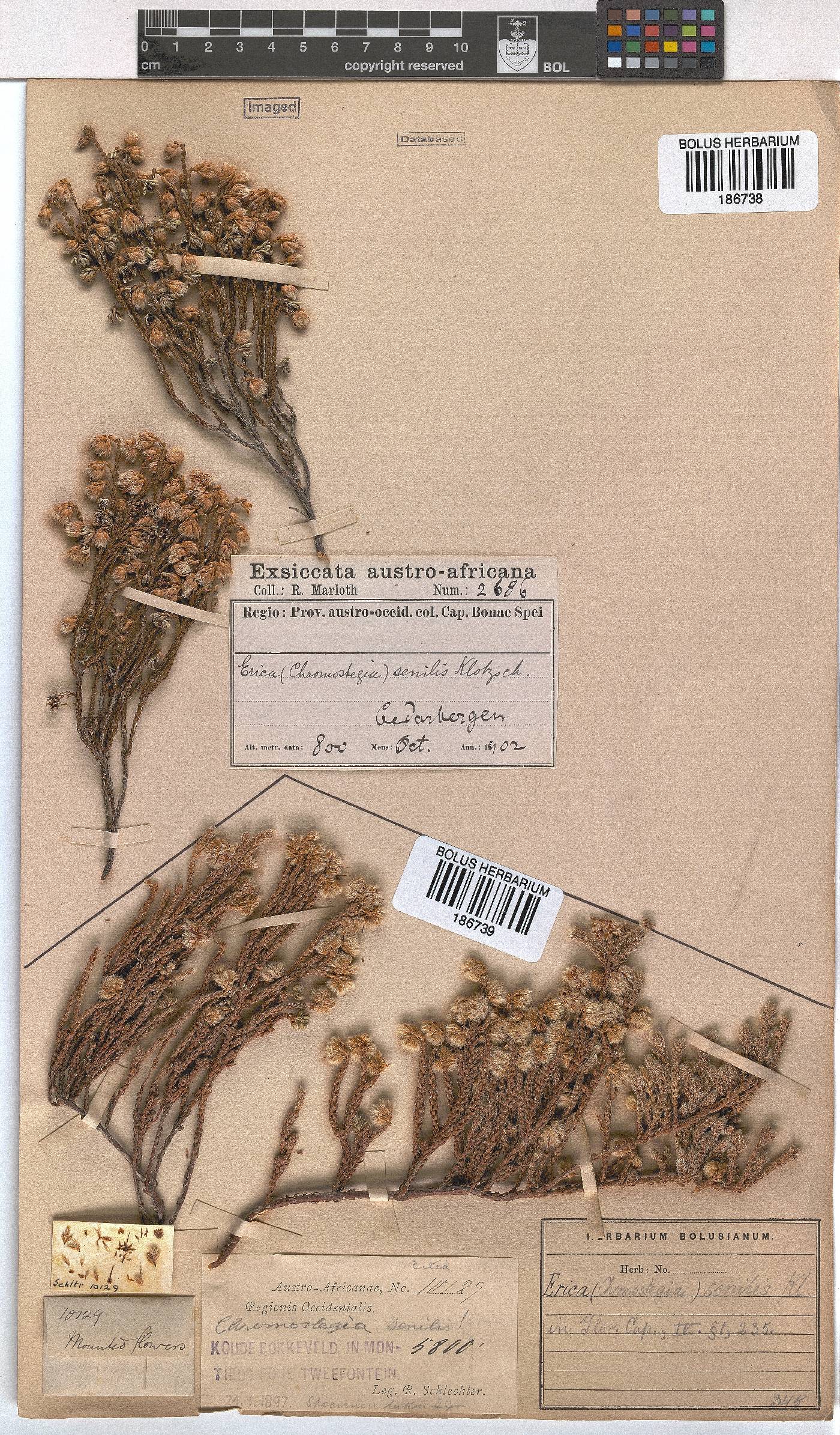Erica senilis image