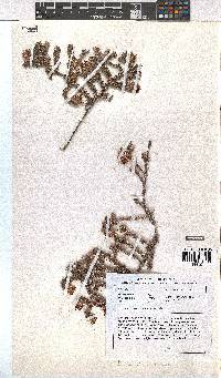 Erica involucrata image