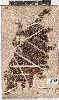 Erica involucrata image