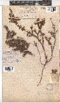 Erica involucrata image