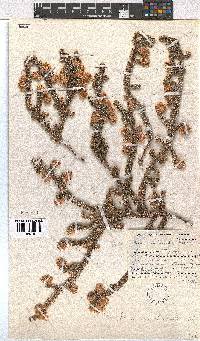 Erica involucrata image