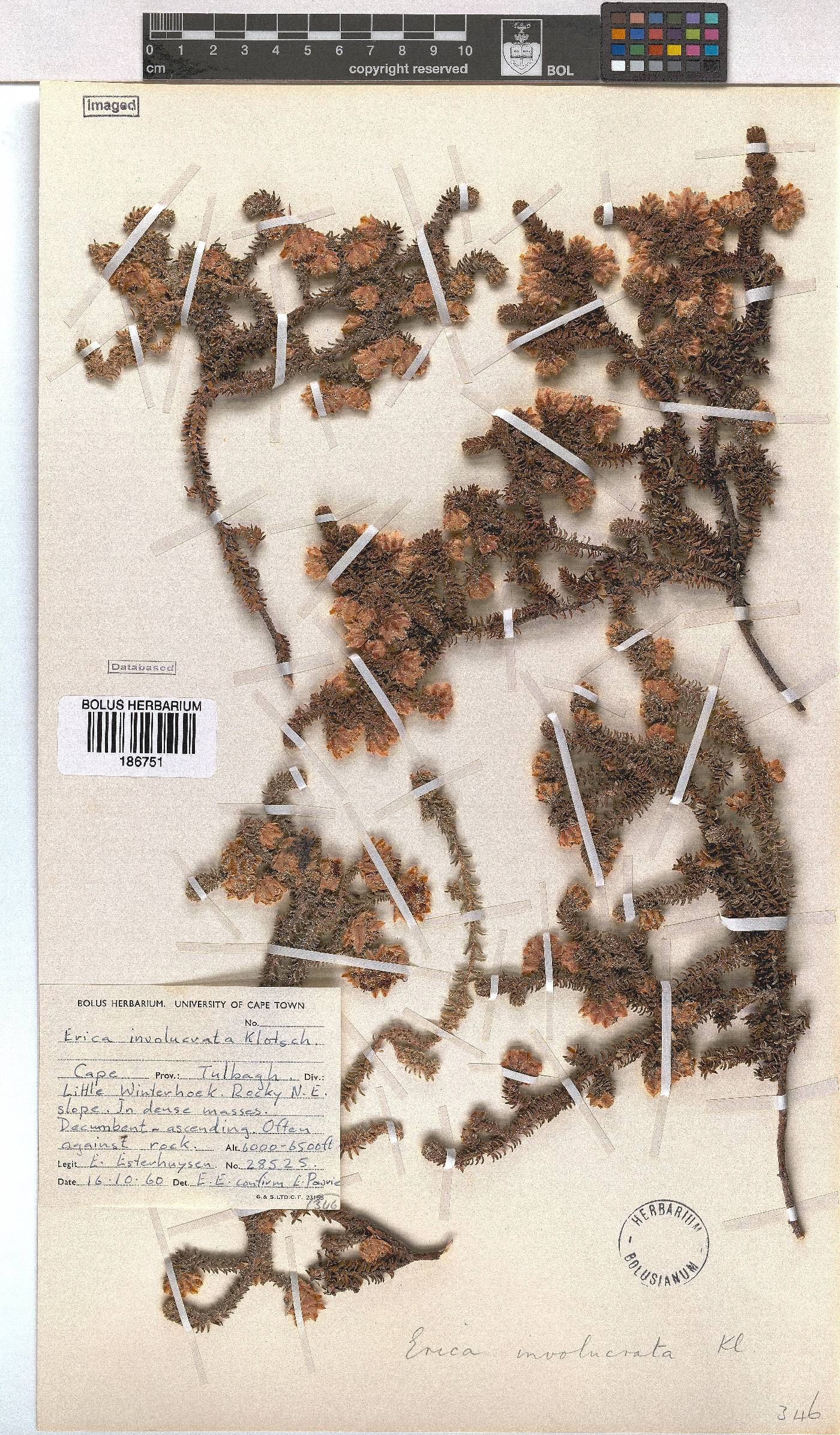 Erica involucrata image