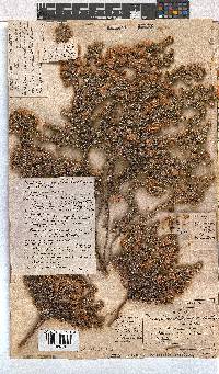 Erica involucrata image