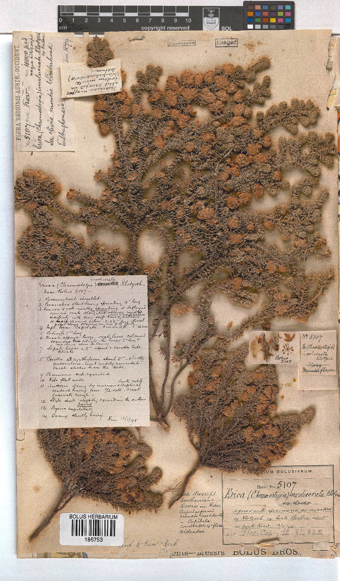 Erica involucrata image