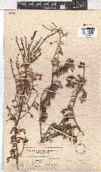 Erica tegetiformis image