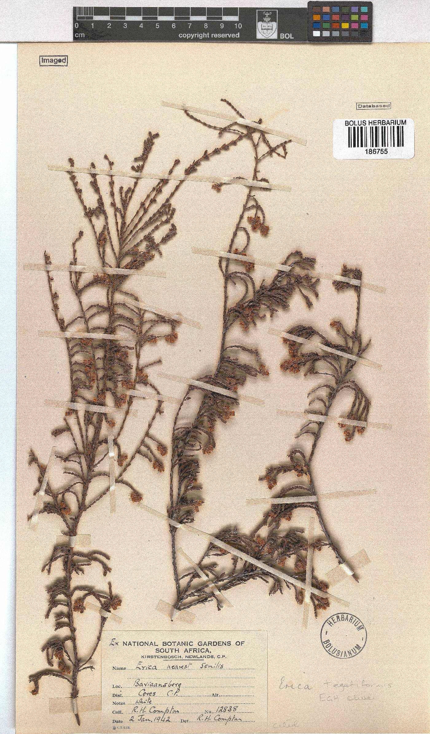 Erica tegetiformis image