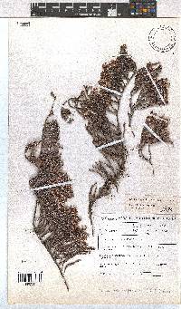 Erica tegetiformis image