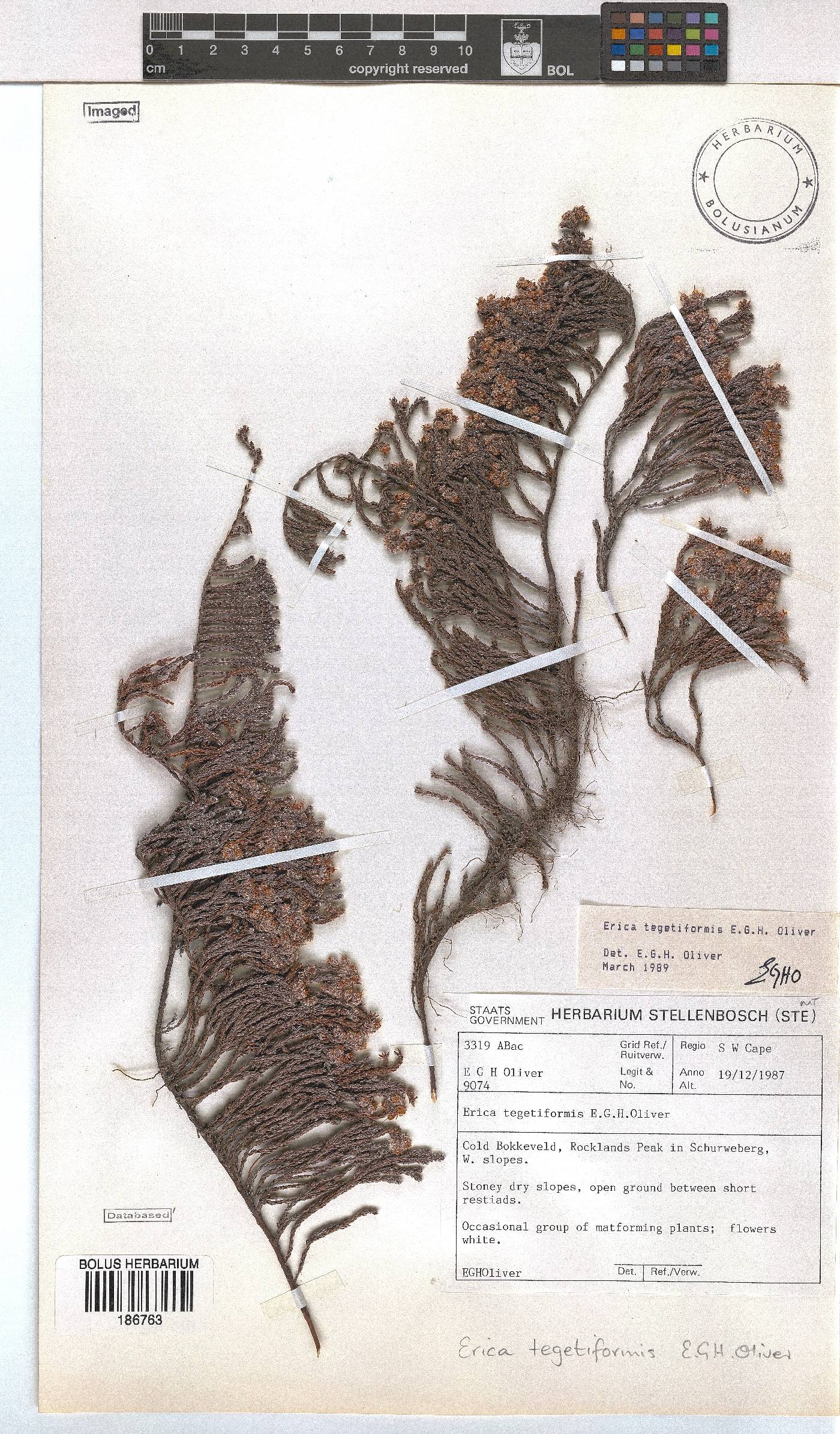 Erica tegetiformis image