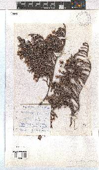 Erica tegetiformis image