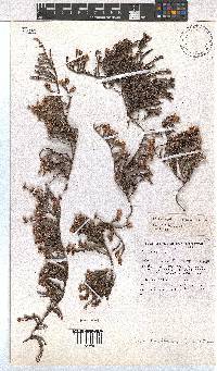 Erica tegetiformis image