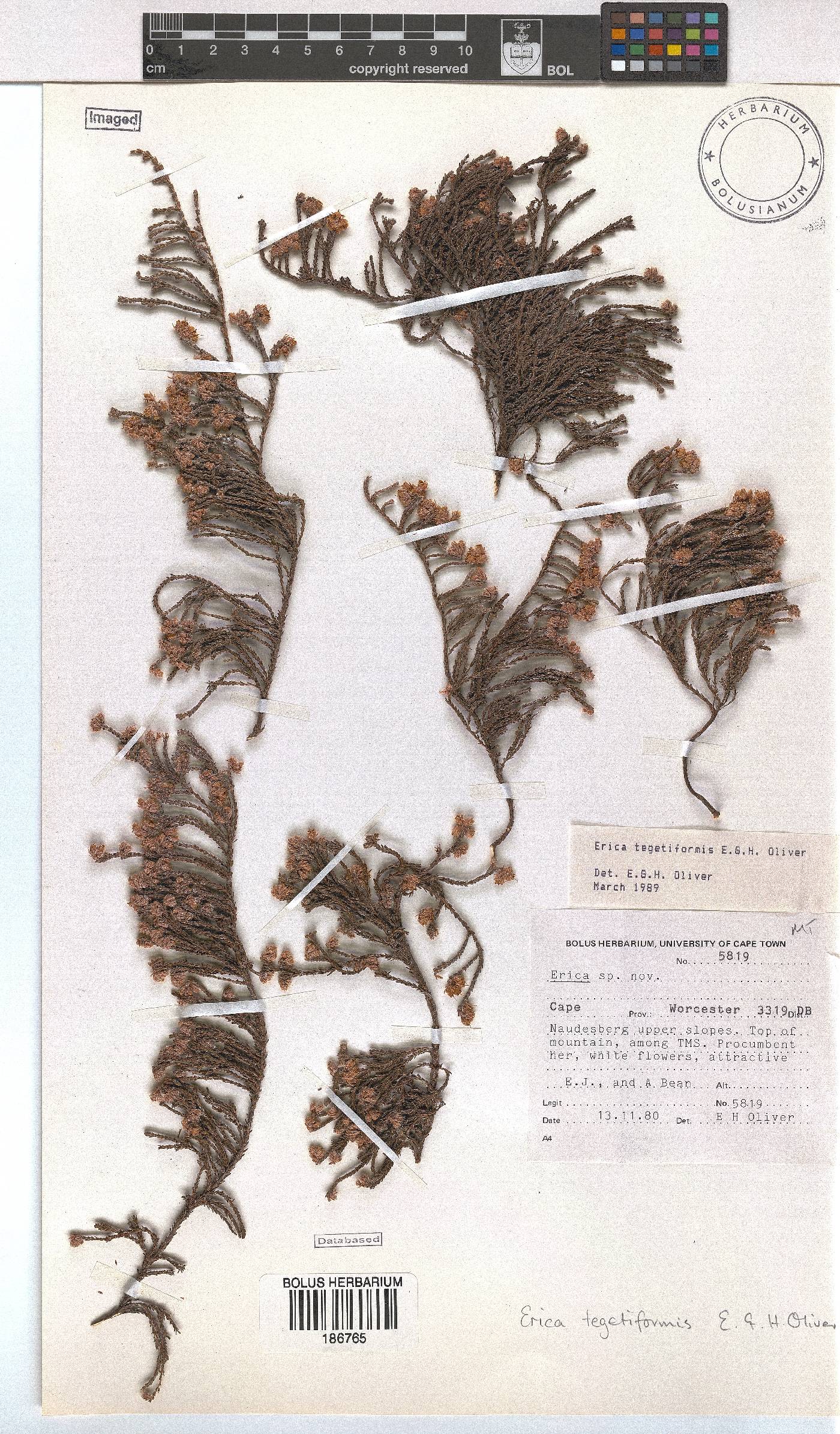 Erica tegetiformis image