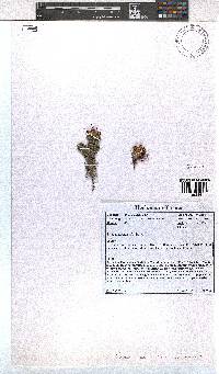 Erica cumuliflora image