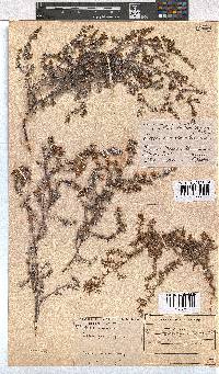 Erica genistifolia image