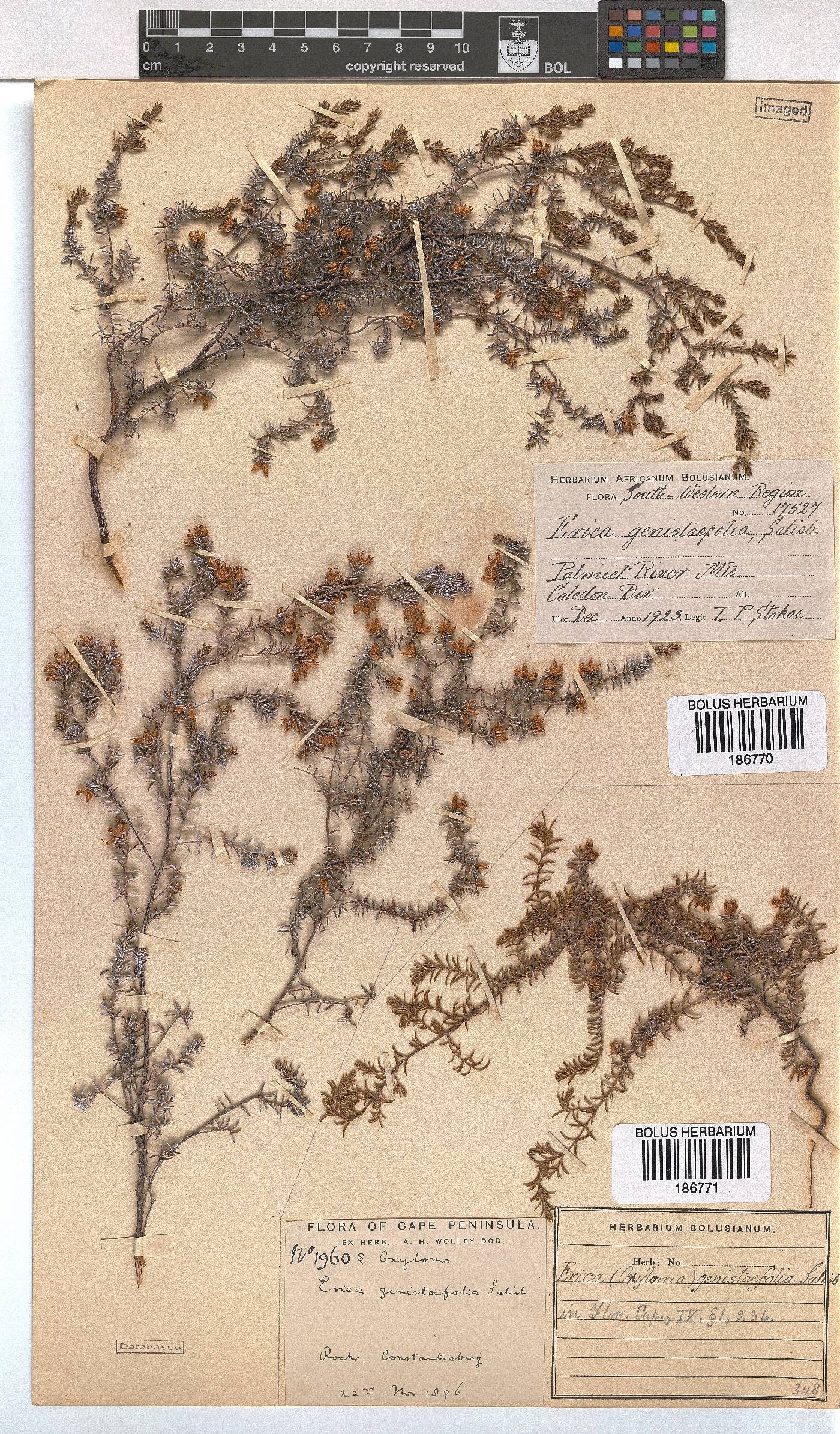 Erica genistifolia image