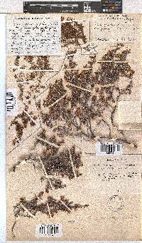 Erica genistifolia image