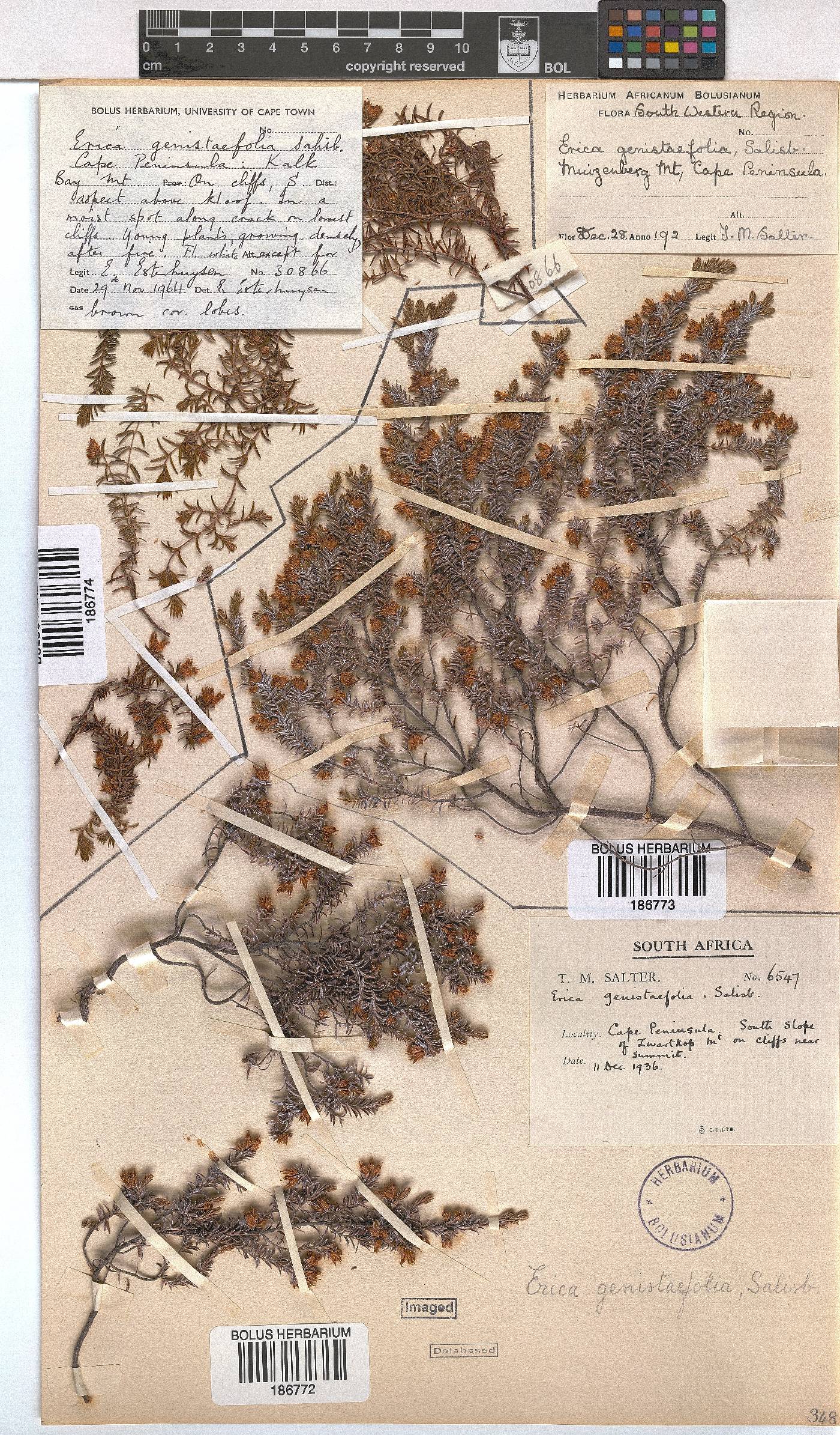 Erica genistifolia image