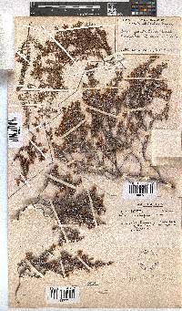 Erica genistifolia image