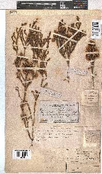 Erica cumuliflora image