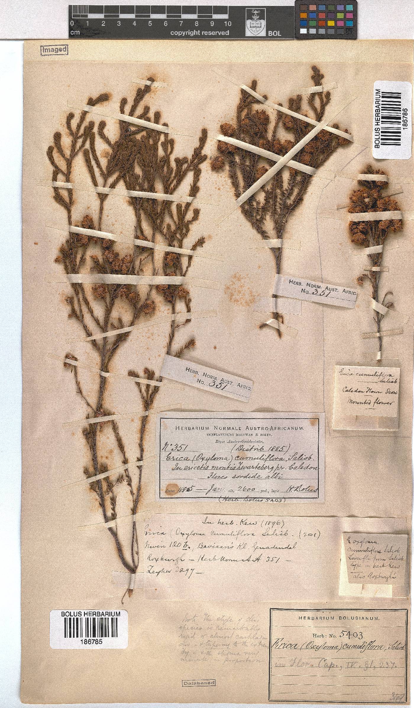 Erica cumuliflora image