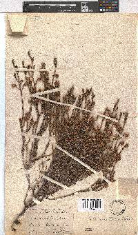 Erica cumuliflora image