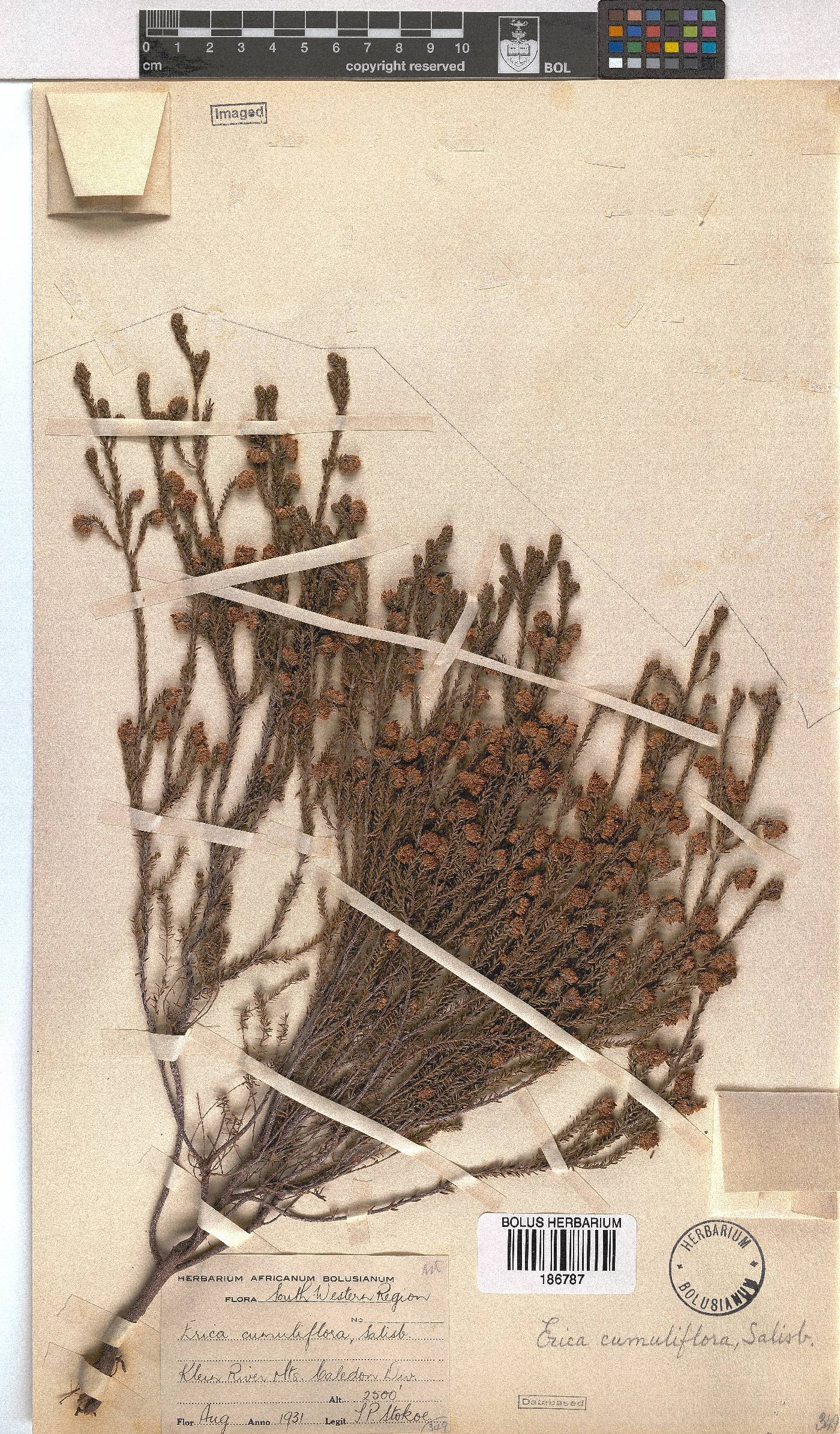 Erica cumuliflora image