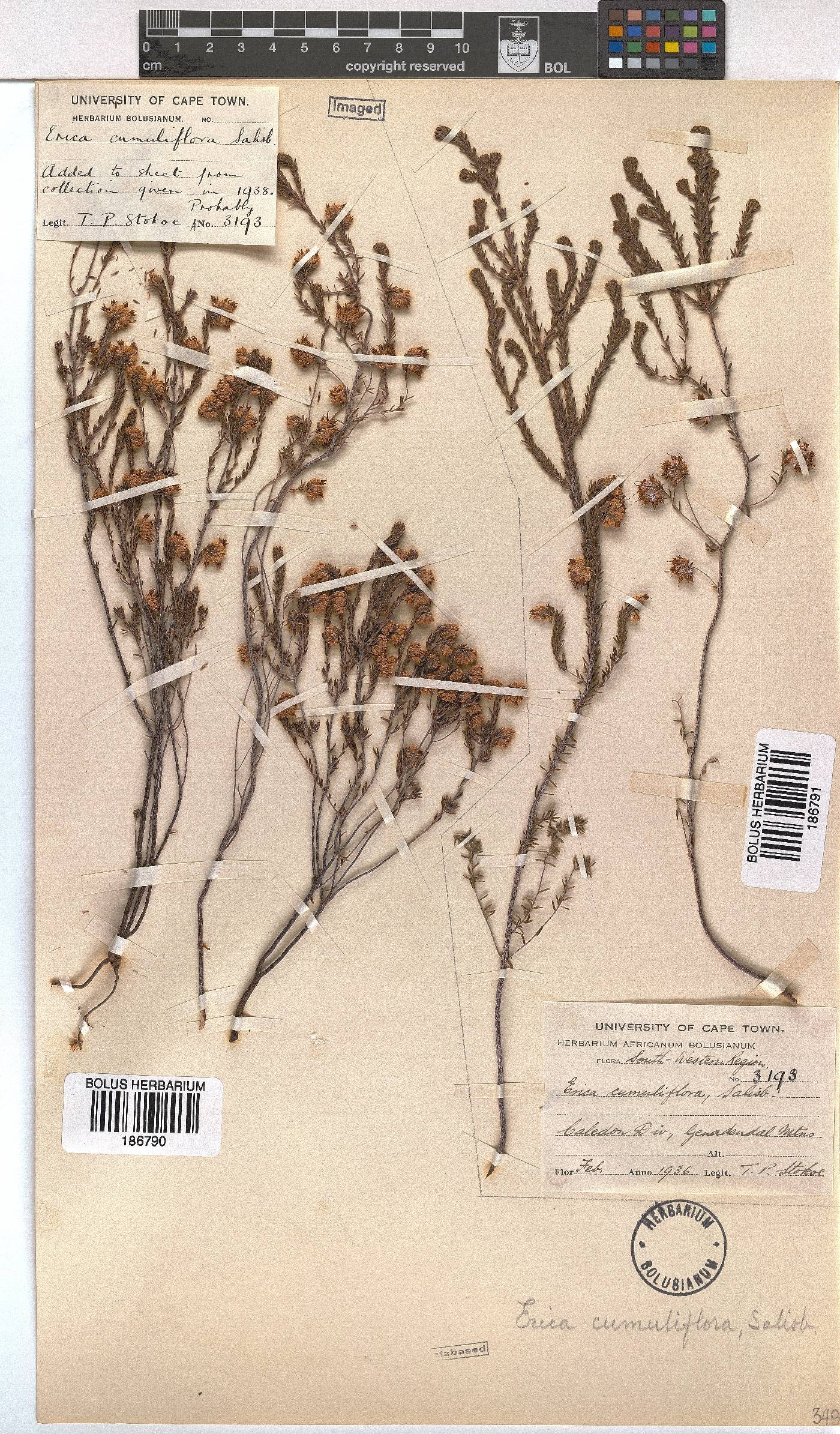 Erica cumuliflora image