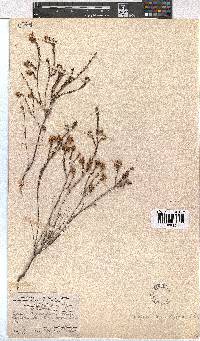 Erica cumuliflora image