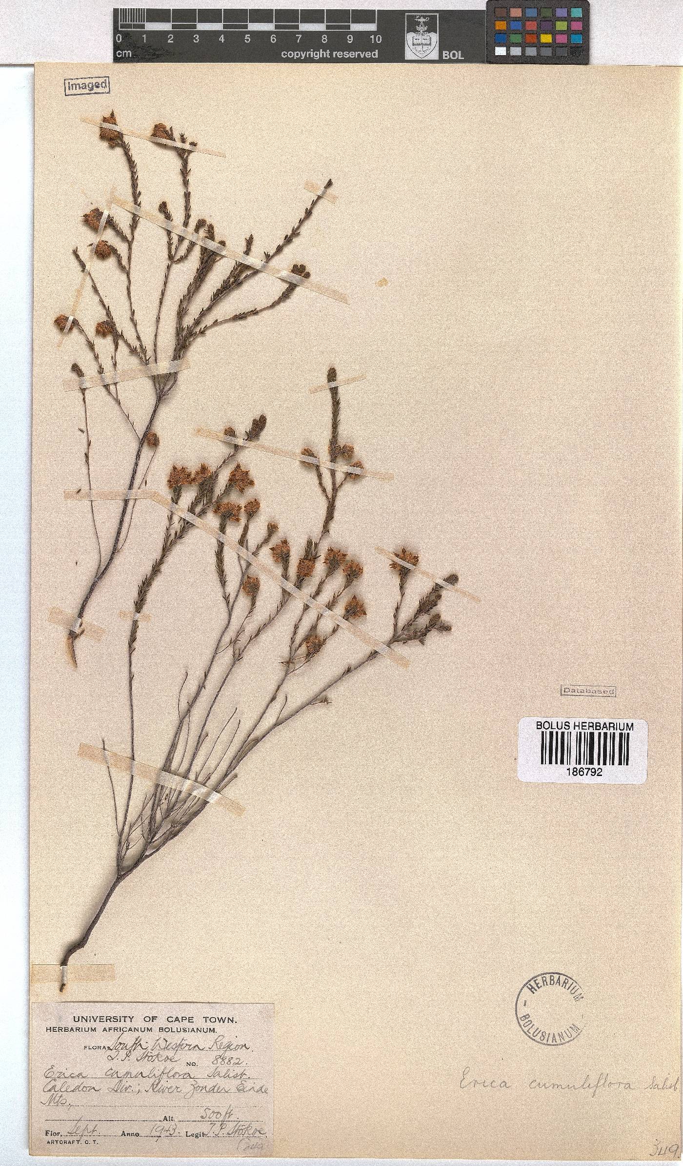 Erica cumuliflora image