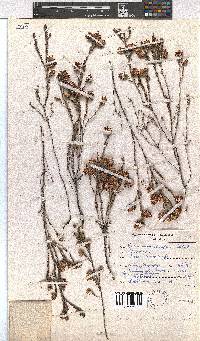 Erica cumuliflora image