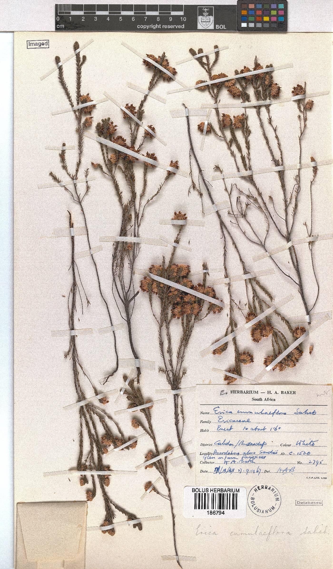 Erica cumuliflora image