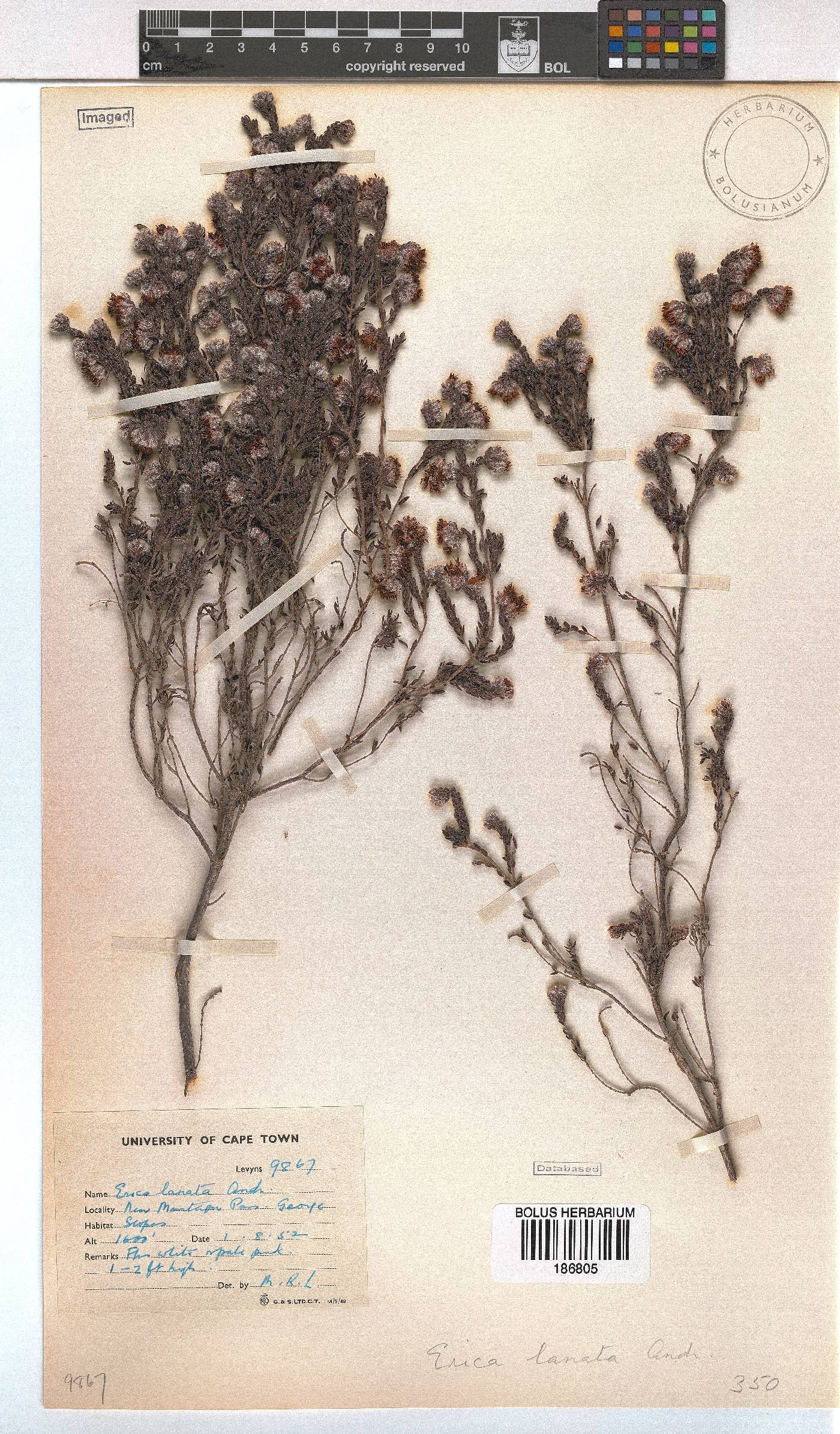 Erica lanata image