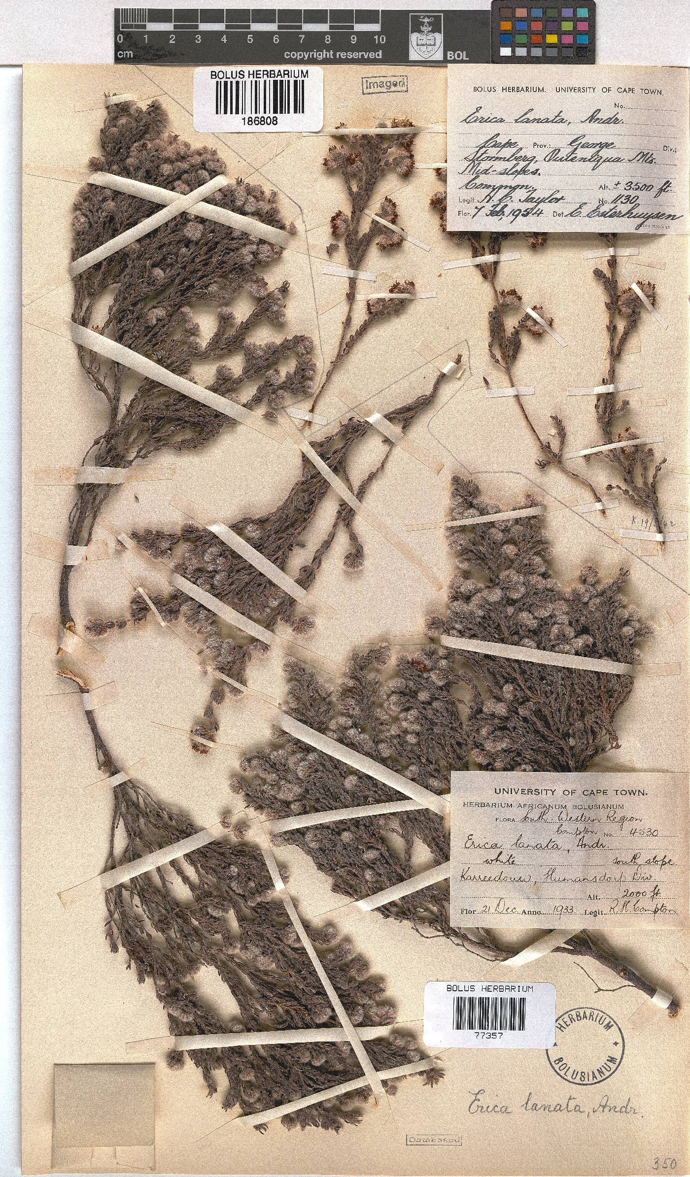 Erica lanata image