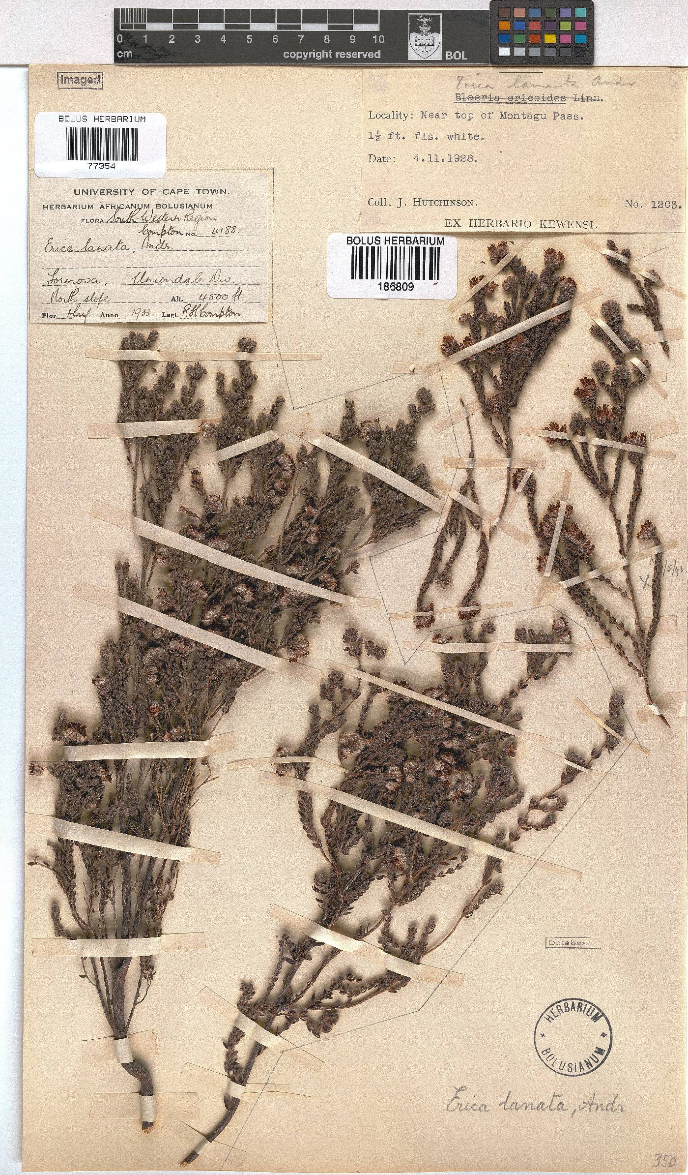 Erica lanata image