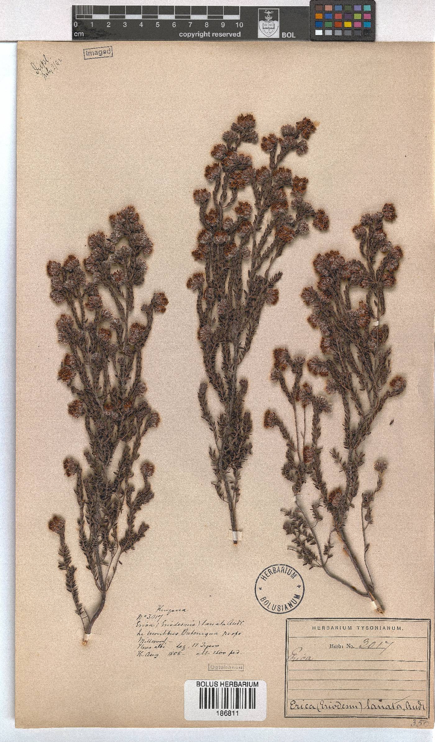 Erica lanata image