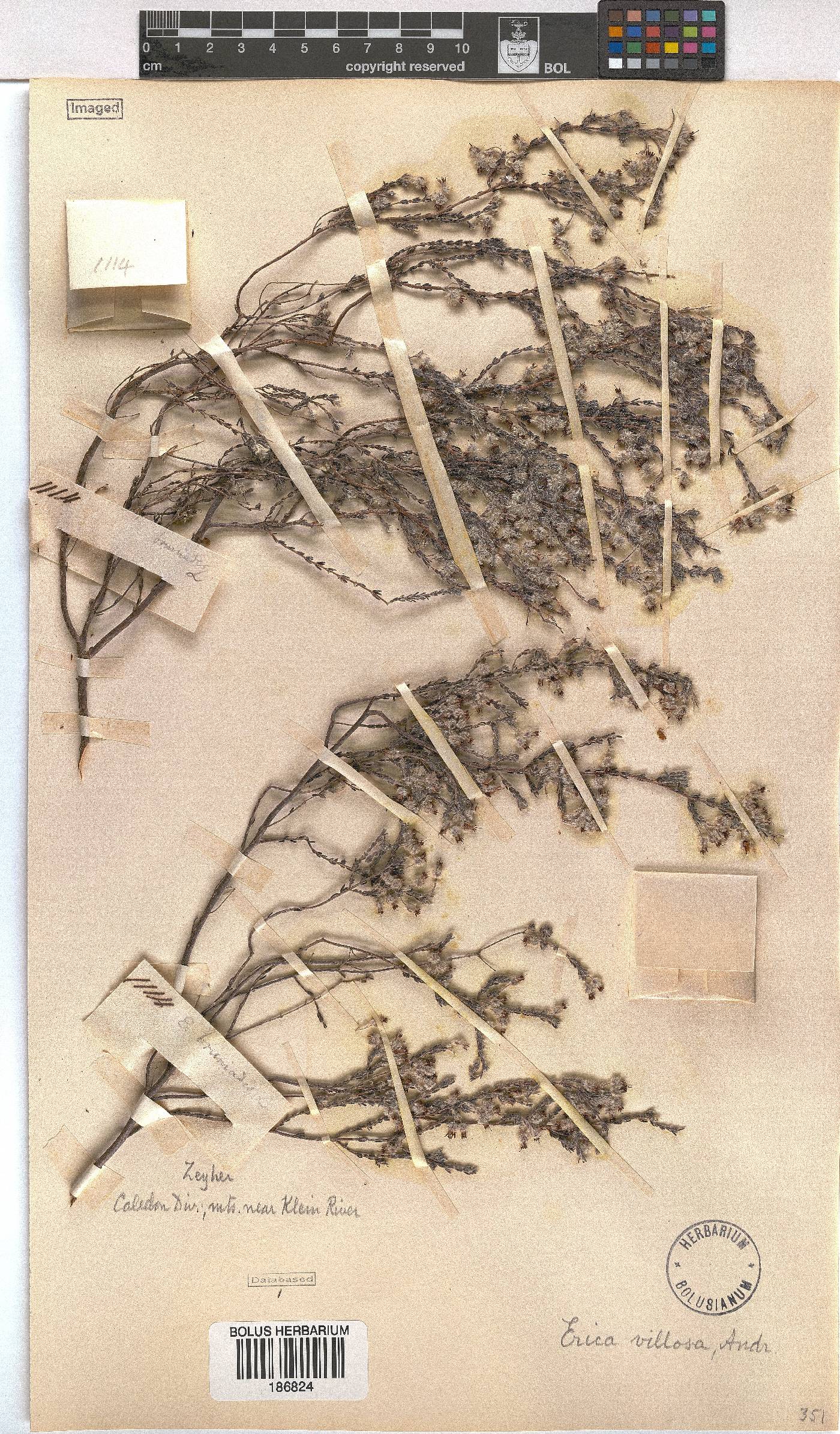 Erica villosa image