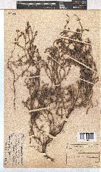 Image of Erica bruniades