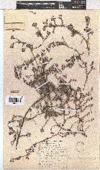 Erica bruniades image